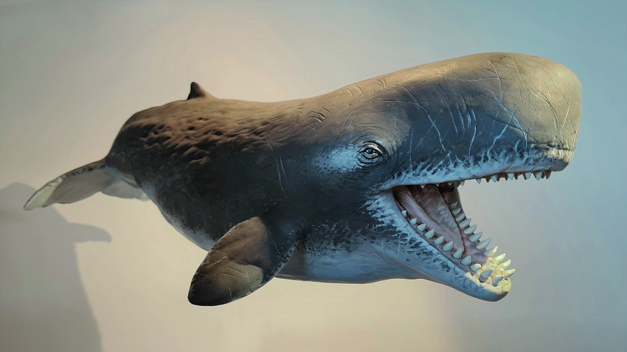 Scale model Livyatan Melvillei prehistoric whale-prehistorische potvis
